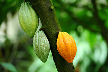 Image showing Cocoa pod