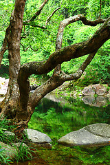 Image showing tree and water in jungle