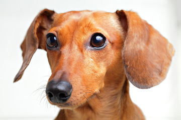 Image showing dachshund dog