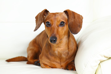 Image showing dachshund dog at home on sofa