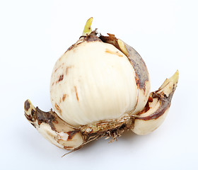 Image showing narcissus bulb