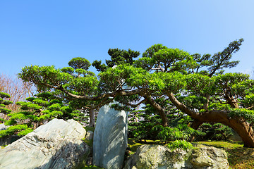 Image showing chinese garden plant