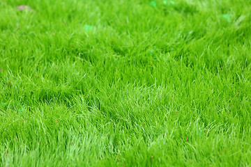 Image showing fresh spring green grass