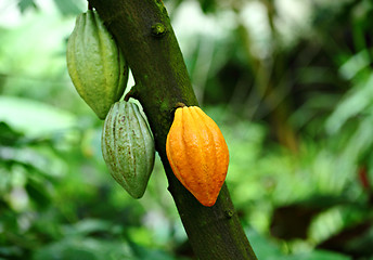 Image showing Cocoa pods