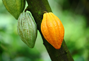 Image showing Cocoa pod