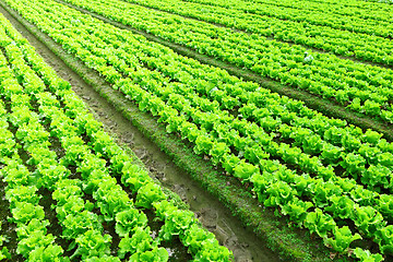 Image showing Rows of freshly planted lettuce