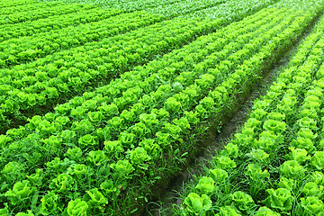 Image showing freshly planted lettuce