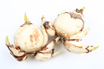 Image showing narcissus bulb