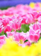 Image showing tulip in flower field