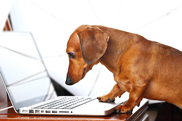 Image showing dog using computer