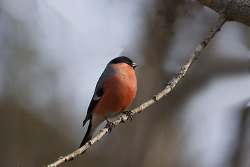 Image showing male bullfinch