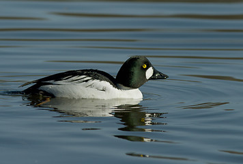 Image showing Goldeneye