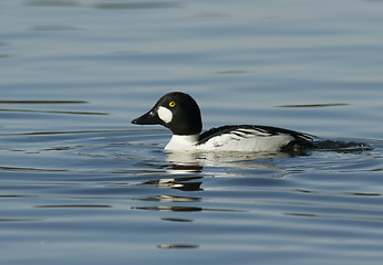 Image showing Goldeneye