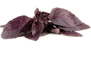Image showing Raw Fresh Basil leafs 
