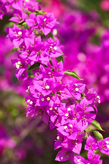 Image showing Bougainvillea Flower