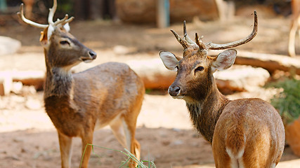 Image showing Siamese Eld's deers