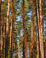 Image showing Pine Tree Forest