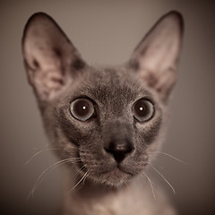 Image showing Hairless Cat