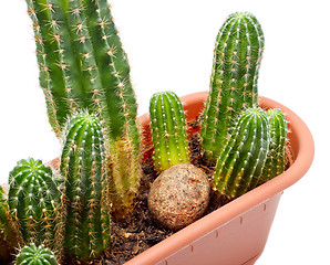 Image showing Cactus Pot