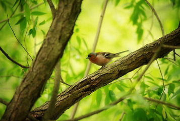 Image showing Finch on Tree