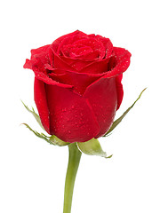 Image showing Red Rose Bud