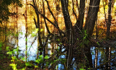 Image showing Flooded Forest