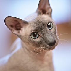 Image showing Hairless Cat