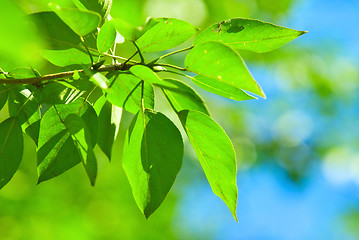 Image showing Green Leaves