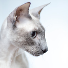 Image showing Hairless Cat