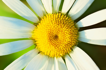 Image showing White Camomile