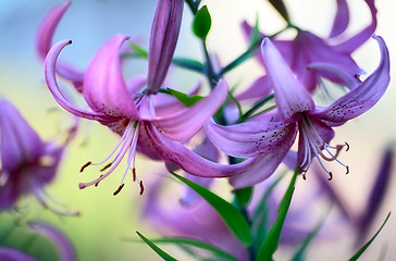 Image showing Purple Lilies