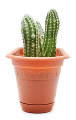 Image showing Cactus Pot