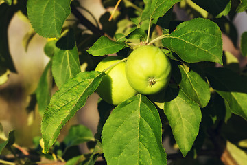 Image showing Fresh Green Apples