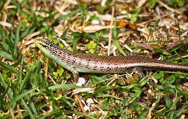 Image showing Small Skink