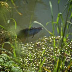 Image showing Singing carp fish coming out of the water