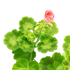 Image showing Geranium Flower