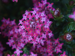 Image showing purple flowers