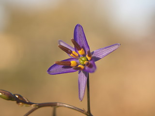 Image showing single flower
