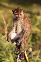 Image showing Macaque Monkey