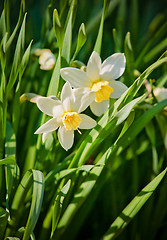 Image showing Bright Daffodils