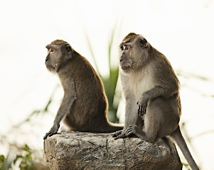 Image showing Macaque Monkey