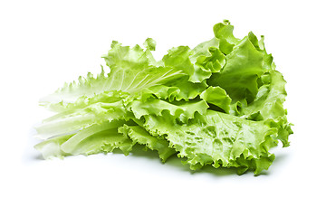 Image showing Green Lettuce