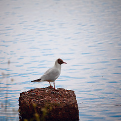 Image showing Seagull Sitting on a Rock