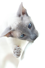 Image showing Hairless Cat