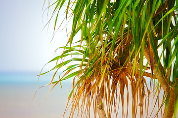 Image showing Palm on a Beach