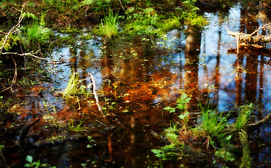 Image showing Pool in Forest