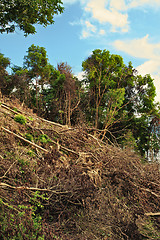 Image showing Thai Jungle