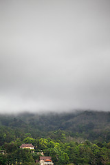 Image showing Forest Under Rain