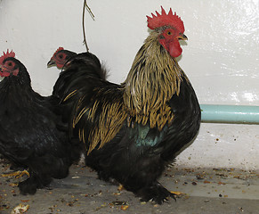 Image showing Black cock