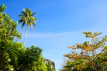 Image showing Thailand Nature